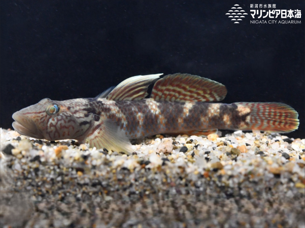 Yoshinoboriさま 専用 シマヨシノボリ | 魚類 | 生物図鑑 | 新潟市水族館 マリンピア日本海