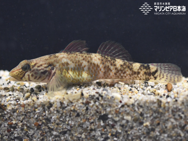 シマヨシノボリ | 魚類 | 生物図鑑 | 新潟市水族館 マリンピア日本海
