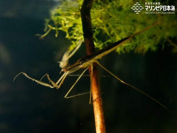 ミズカマキリ | 無脊椎動物 | 生物図鑑 | 新潟市水族館 マリンピア日本海
