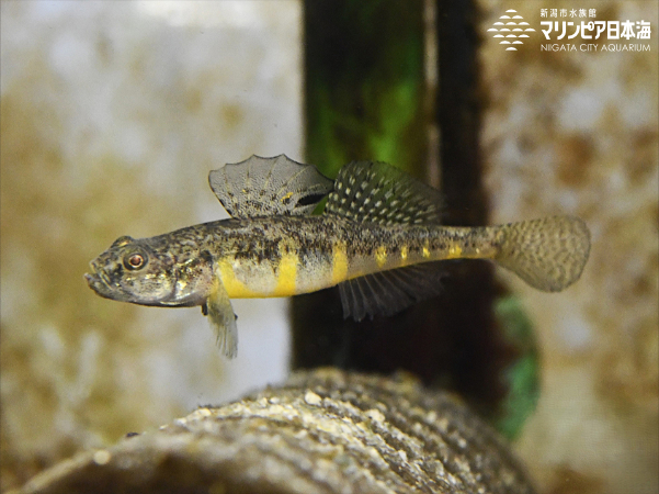 ジュズカケハゼ | 魚類 | 生物図鑑 | 新潟市水族館 マリンピア日本海