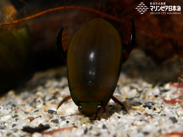 クロゲンゴロウ | 無脊椎動物 | 生物図鑑 | 新潟市水族館 マリンピア日本海