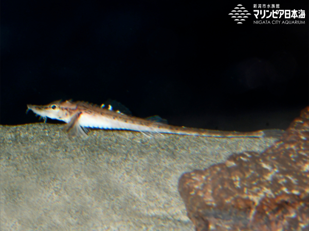 テングトクビレ | 生物図鑑 | 新潟市水族館 マリンピア日本海