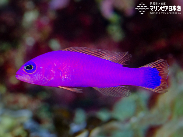 クレナイニセスズメ | 魚類 | 生物図鑑 | 新潟市水族館 マリンピア日本海