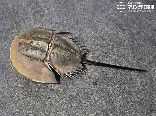 カブトガニ | 無脊椎動物 | 生物図鑑 | 新潟市水族館 マリンピア日本海