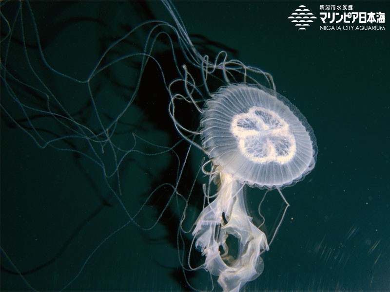 新潟市水族館 マリンピア日本海 生物図鑑 アマクサクラゲ