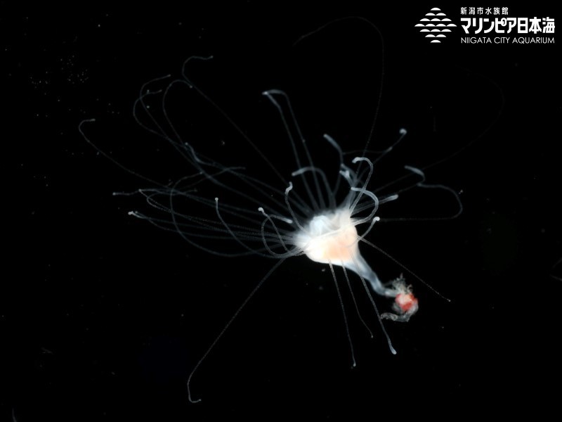 新潟市水族館 マリンピア日本海 生物図鑑 アマクサクラゲ 新潟市水族館 マリンピア日本海 生物図鑑 アマクサクラゲ