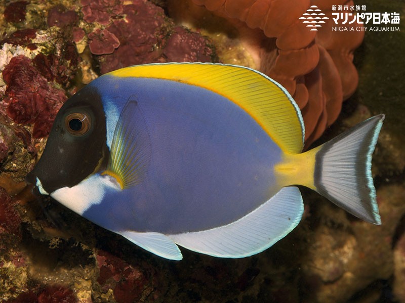 パウダーブラウンタン (Acanthurus nigricans)