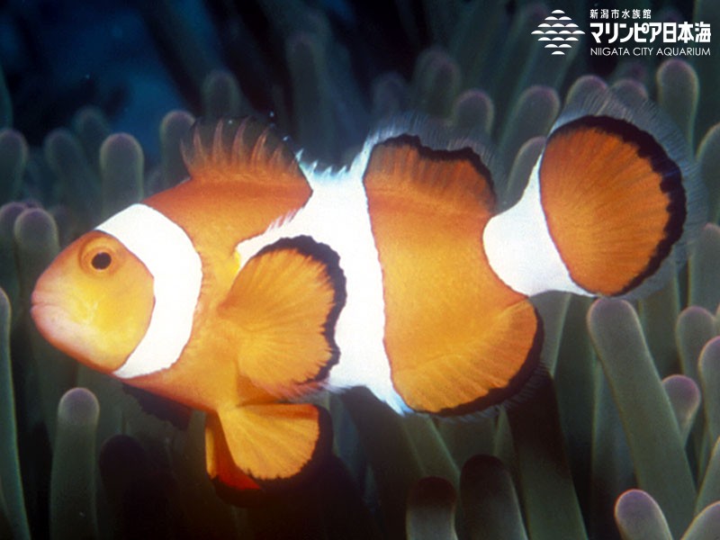 新潟市水族館 マリンピア日本海 生物図鑑 カクレクマノミ