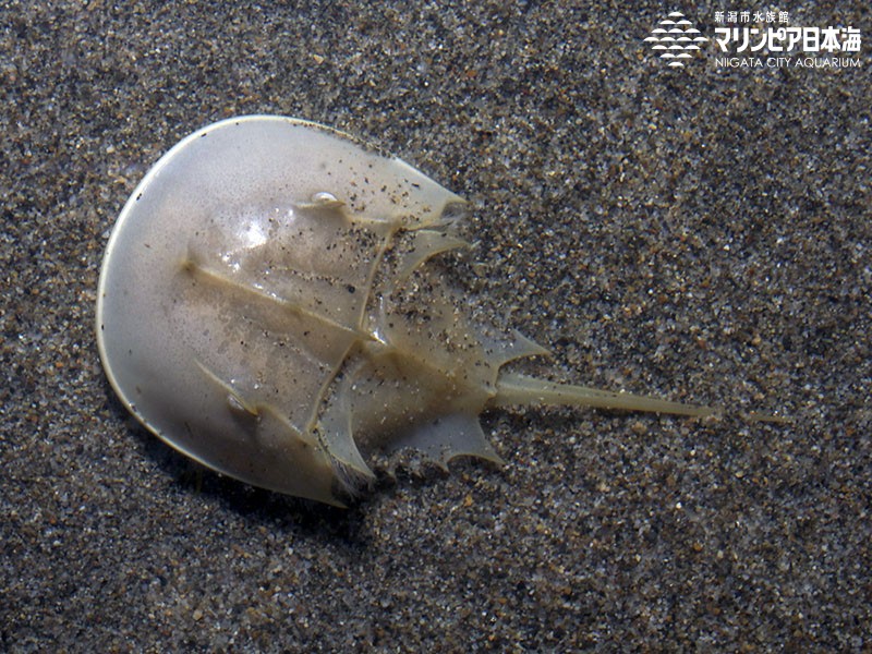 新潟市水族館 マリンピア日本海 生物図鑑 アメリカカブトガニ