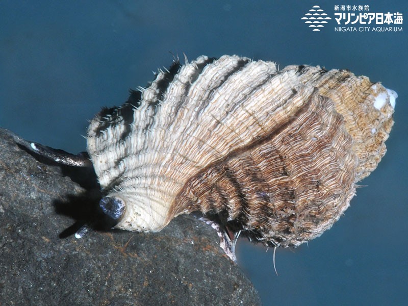 新潟市水族館 マリンピア日本海 生物図鑑 アヤボラ