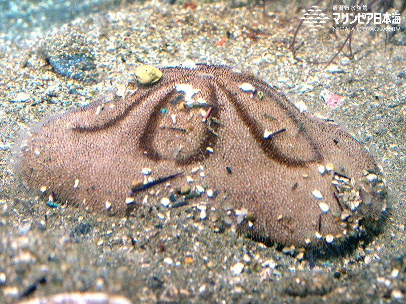 新潟市水族館 マリンピア日本海 生物図鑑 ≫ 「タコノマクラ」