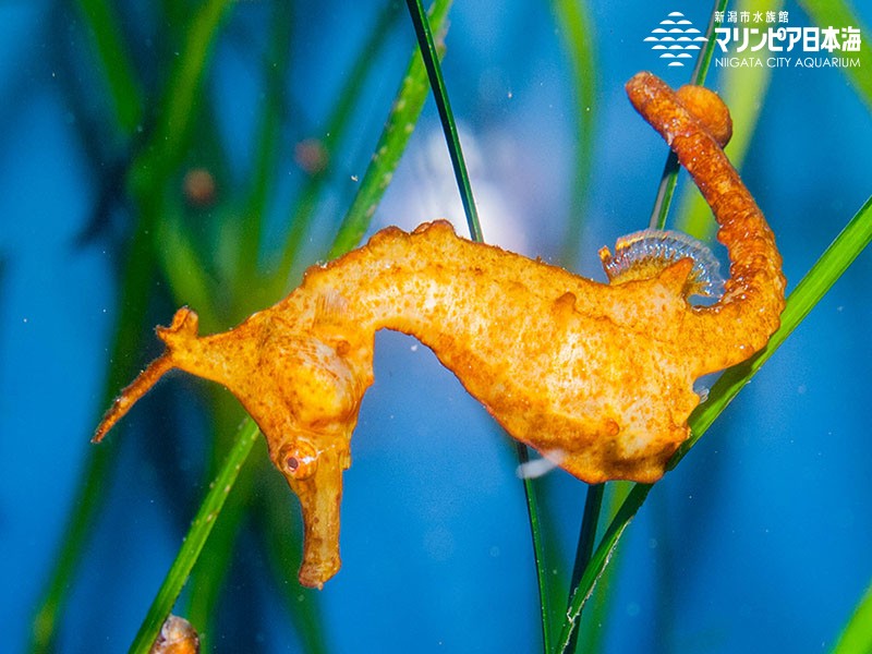 新潟市水族館 マリンピア日本海 生物図鑑 タツノオトシゴ
