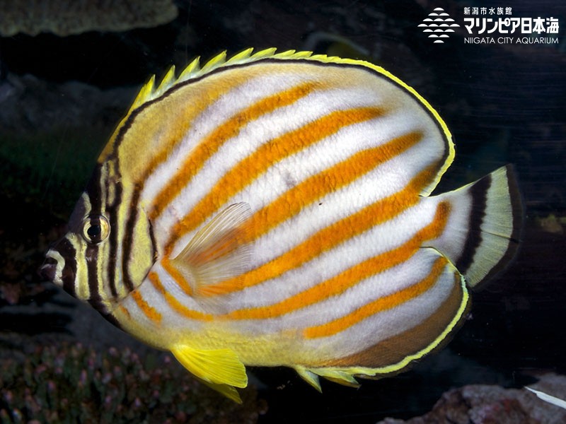 新潟市水族館 マリンピア日本海 生物図鑑 ハナグロチョウチョウウオ