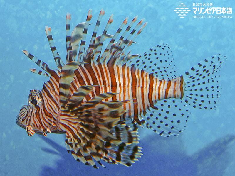 ミノカサゴ 生物学