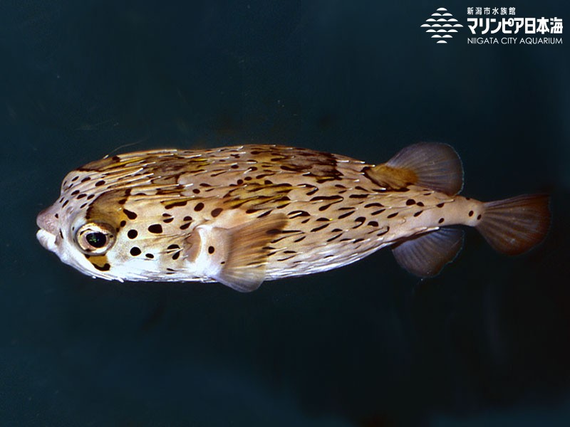 新潟市水族館 マリンピア日本海 生物図鑑 ハリセンボン