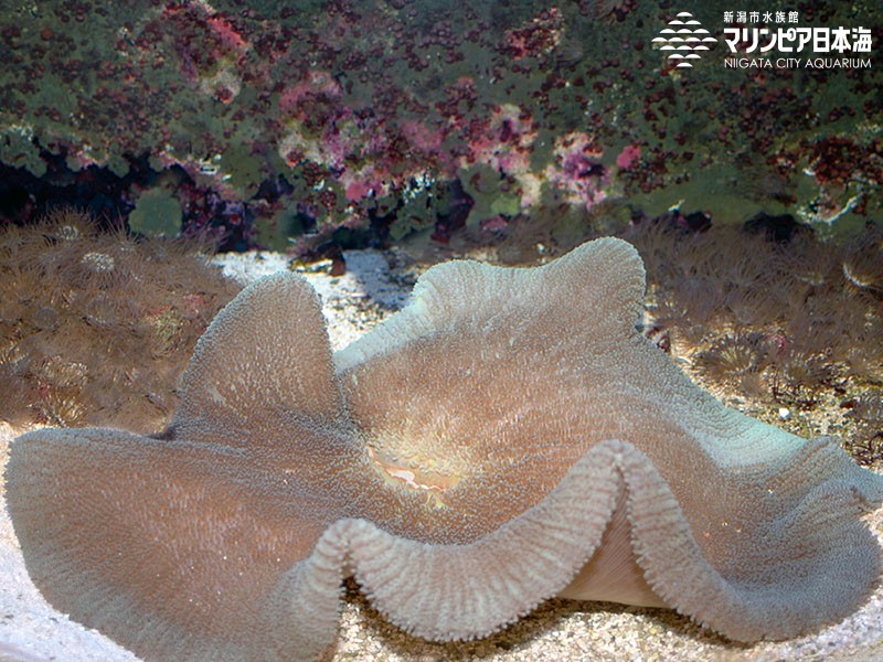 新潟市水族館 マリンピア日本海 生物図鑑 イボハタゴイソギンチャク