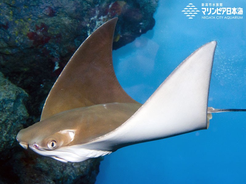 新潟市水族館 マリンピア日本海 生物図鑑 ウシバナトビエイ