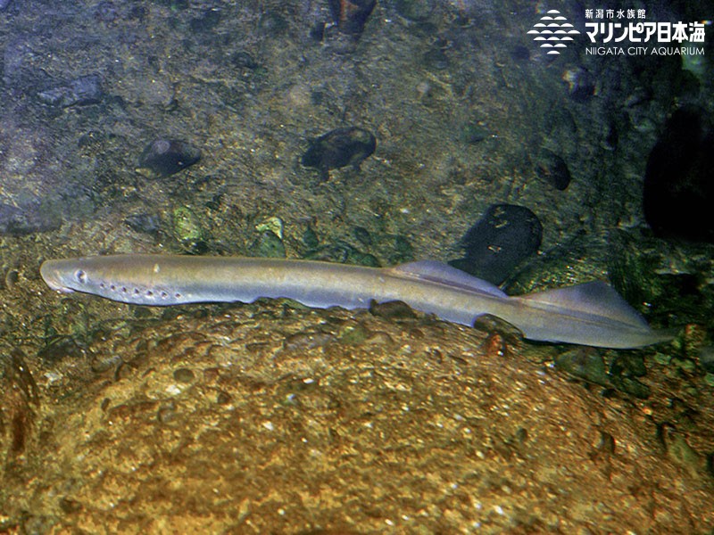 最高ヤツメウナギ 飼育 すべての魚の画像