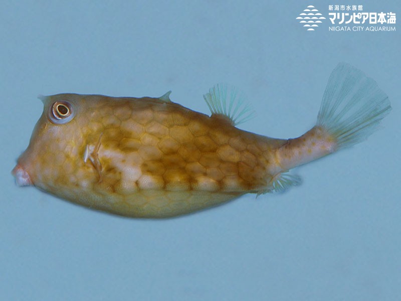 新潟市水族館 マリンピア日本海 生物図鑑 ウミスズメ