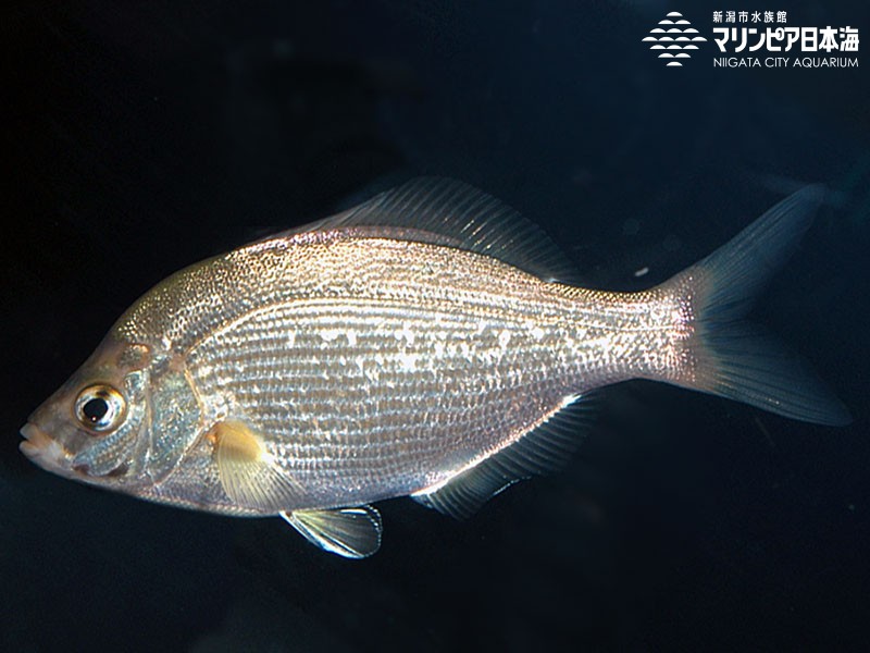 新潟市水族館 マリンピア日本海 生物図鑑 ウミタナゴ