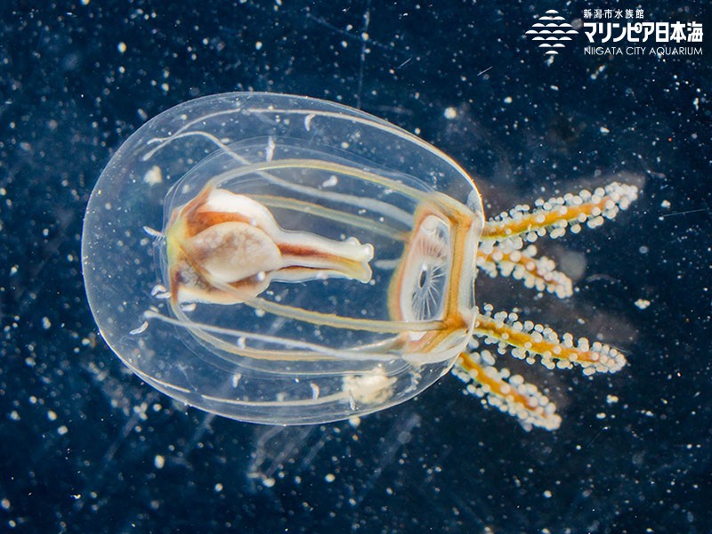 新潟市水族館 マリンピア日本海 生物図鑑 ウラシマクラゲ