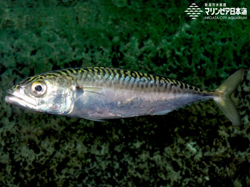 新潟市水族館 マリンピア日本海 生物図鑑 マサバ 新潟市水族館 マリンピア日本海 生物図鑑 マサバ