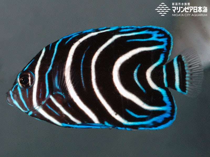 新潟市水族館 マリンピア日本海 生物図鑑 サザナミヤッコ