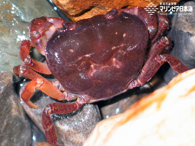 新潟市水族館 マリンピア日本海 生物図鑑 サワガニ