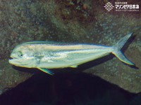 ｼｲﾗ2.jpg
