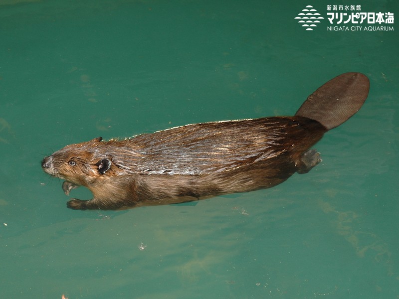 新潟市水族館 マリンピア日本海 生物図鑑 アメリカビーバー