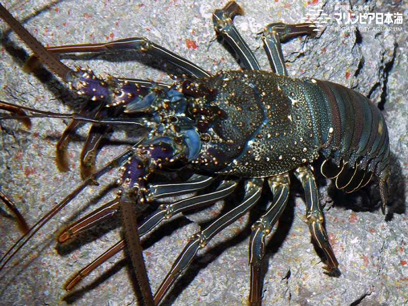 新潟市水族館 マリンピア日本海 生物図鑑 シマイセエビ