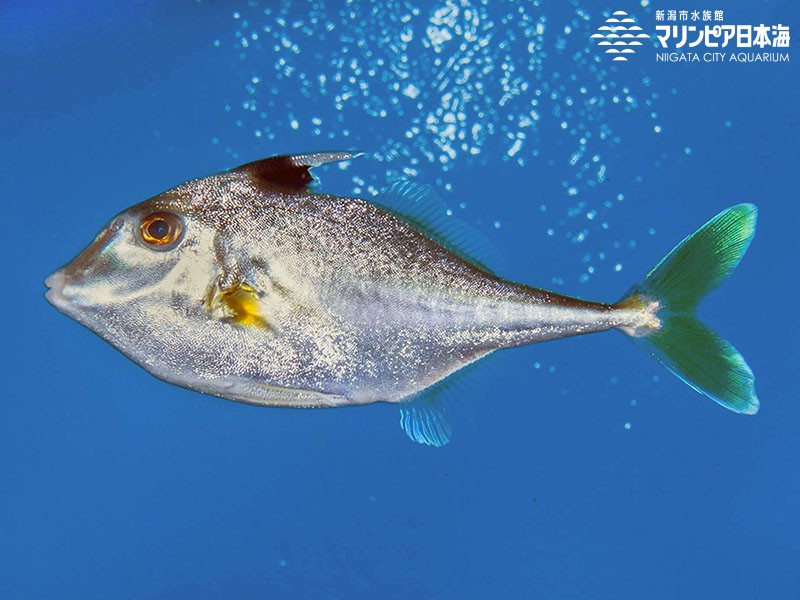 新潟市水族館 マリンピア日本海 生物図鑑 ギマ