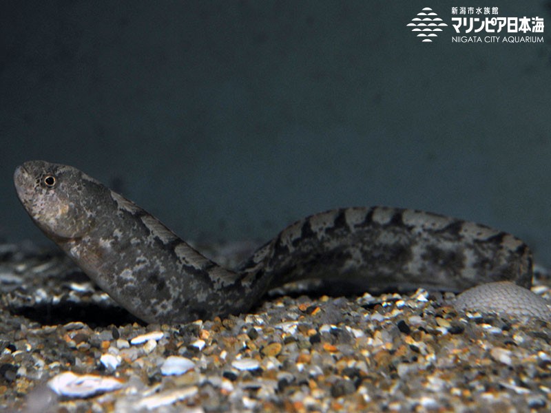 新潟市水族館 マリンピア日本海 生物図鑑 ギンポ