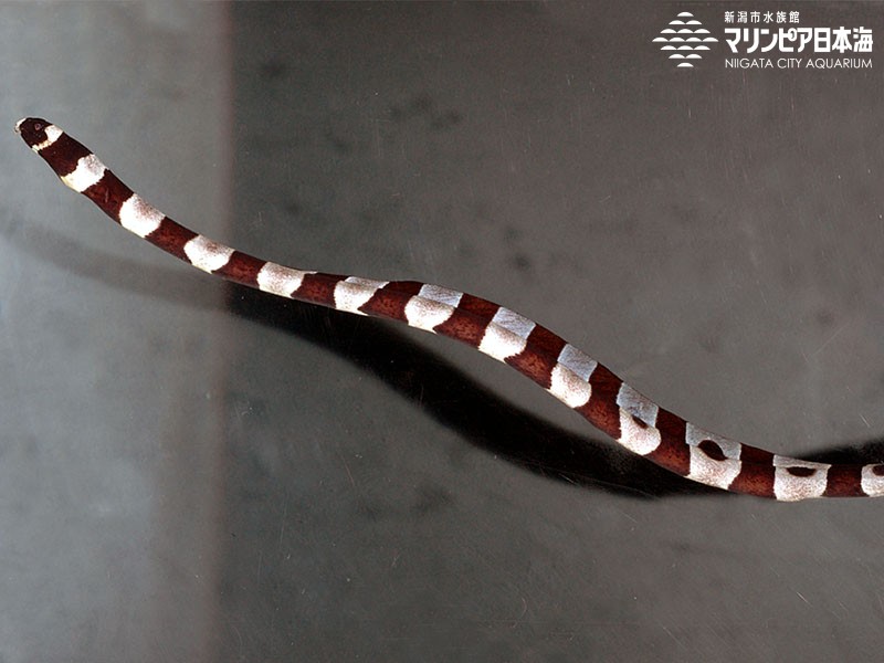 新潟市水族館 マリンピア日本海 生物図鑑 シマウミヘビ
