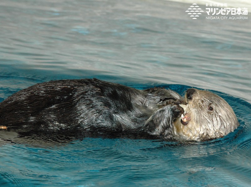 新潟市水族館 マリンピア日本海 生物図鑑 ラッコ