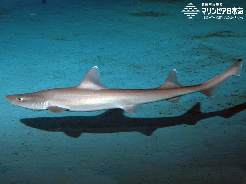 新潟市水族館 マリンピア日本海 生物図鑑 シロザメ