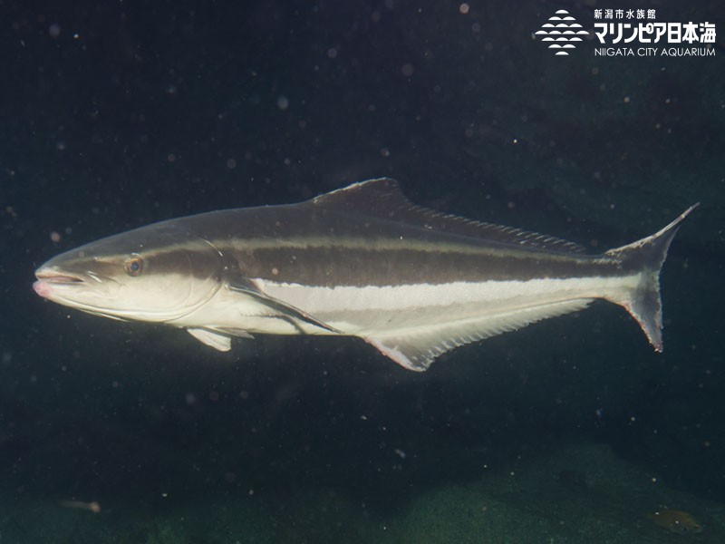 新潟市水族館 マリンピア日本海 生物図鑑 スギ