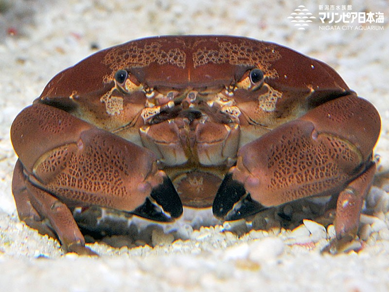 新潟市水族館 マリンピア日本海 生物図鑑 スベスベマンジュウガニ