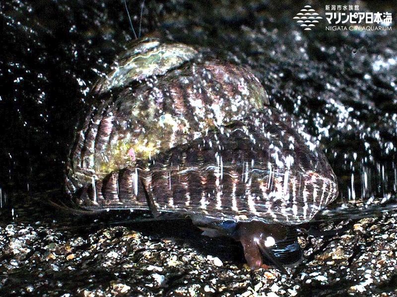 新潟市水族館 マリンピア日本海 生物図鑑 ヒメクボガイ