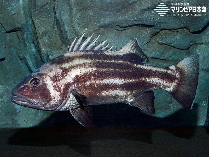 新潟市水族館 マリンピア日本海 生物図鑑 オオクチイシナギ