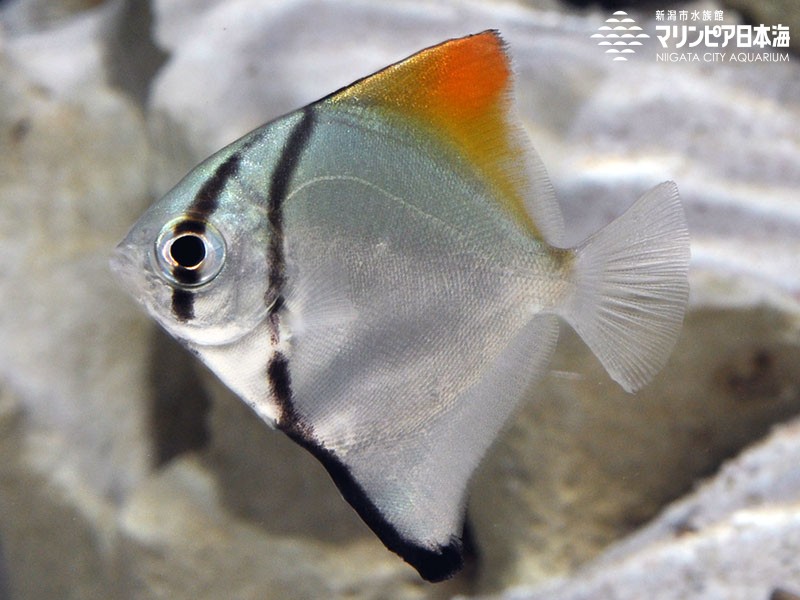 新潟市水族館 マリンピア日本海 生物図鑑 ヒメツバメウオ