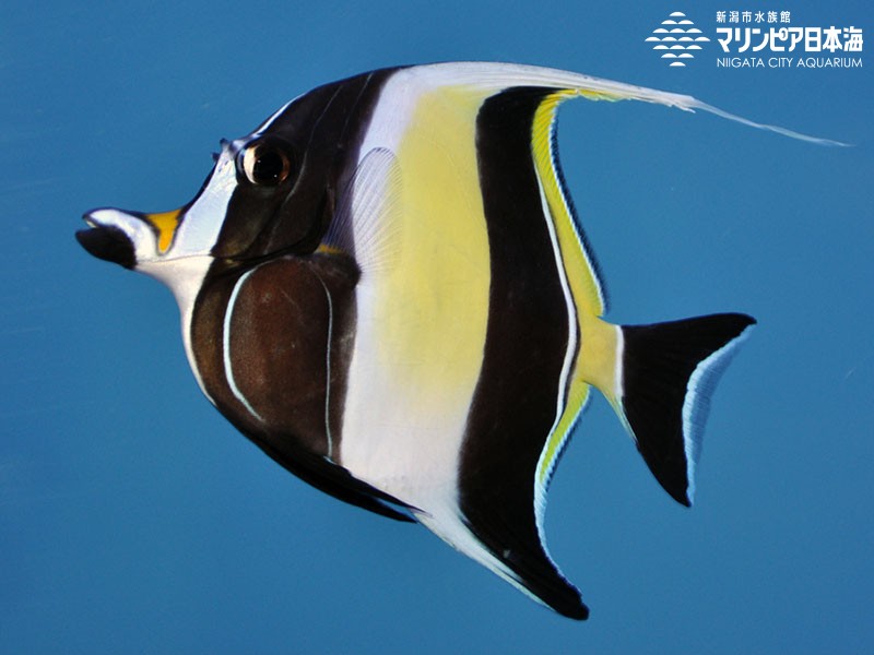 新潟市水族館 マリンピア日本海 生物図鑑 ツノダシ