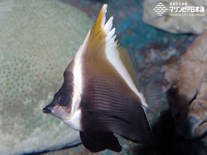 新潟市水族館 マリンピア日本海 生物図鑑 ツノハタタテダイ