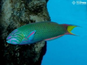 オス