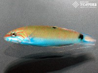 若魚