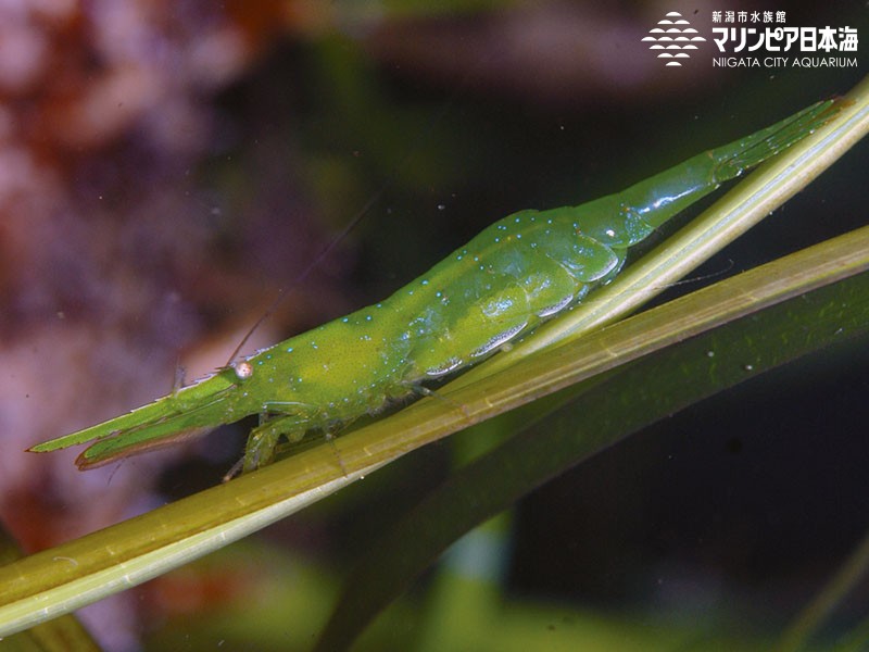 新潟市水族館 マリンピア日本海 生物図鑑 ツノモエビ