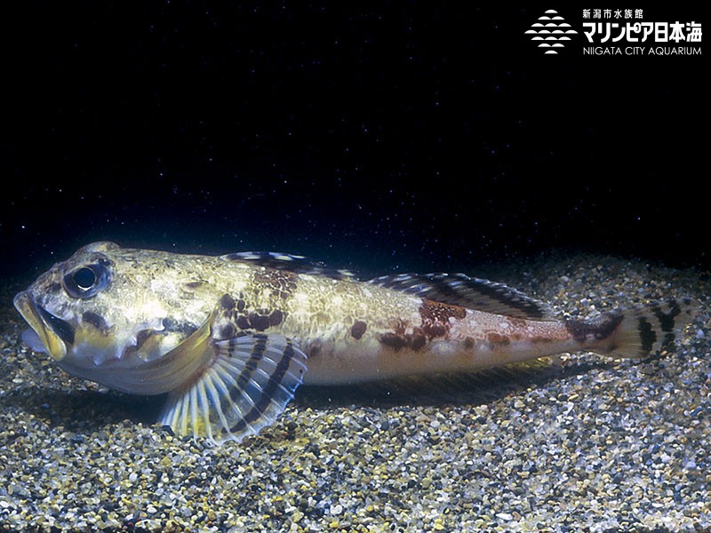 新潟市水族館 マリンピア日本海 生物図鑑 ツマグロカジカ