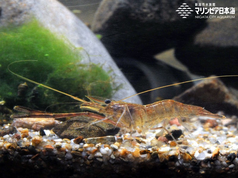 新潟市水族館 マリンピア日本海 生物図鑑 テナガエビ