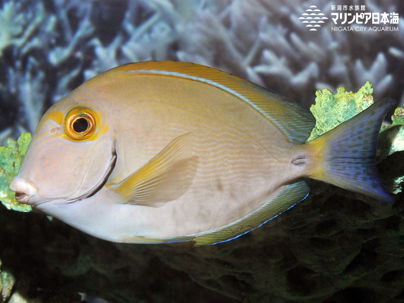 新潟市水族館 マリンピア日本海 生物図鑑 ≫ 「ヒラニザ」 新潟市水族館 マリンピア日本海 生物図鑑 ≫ 「ヒラニザ」