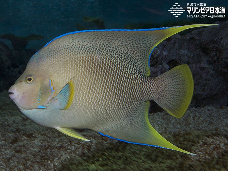 新潟市水族館 マリンピア日本海 生物図鑑 ブルーエンゼルフィッシュ